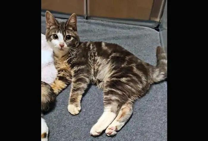 Trail Mix ICC-153-25, a Adoptable mixed breed in Coupeville, WA image 4/4