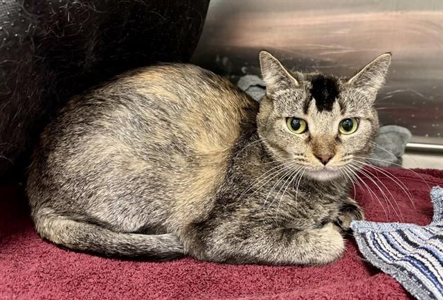 STELLA, Adoptable, Young Female Domestic Short Hair.