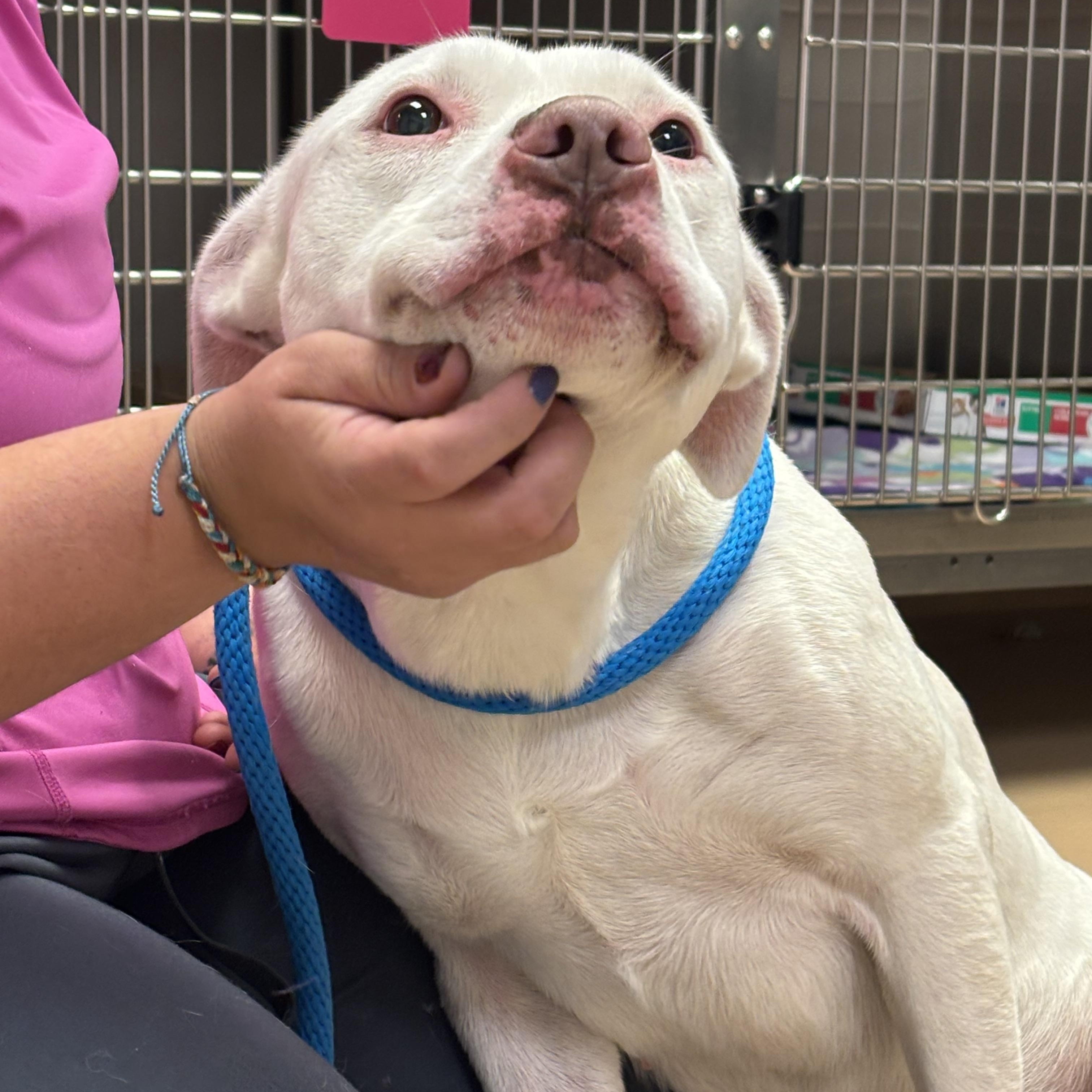 Enlarge Todd, a Adoptable Pit Bull Terrier in Saint Charles, MO image 3/4