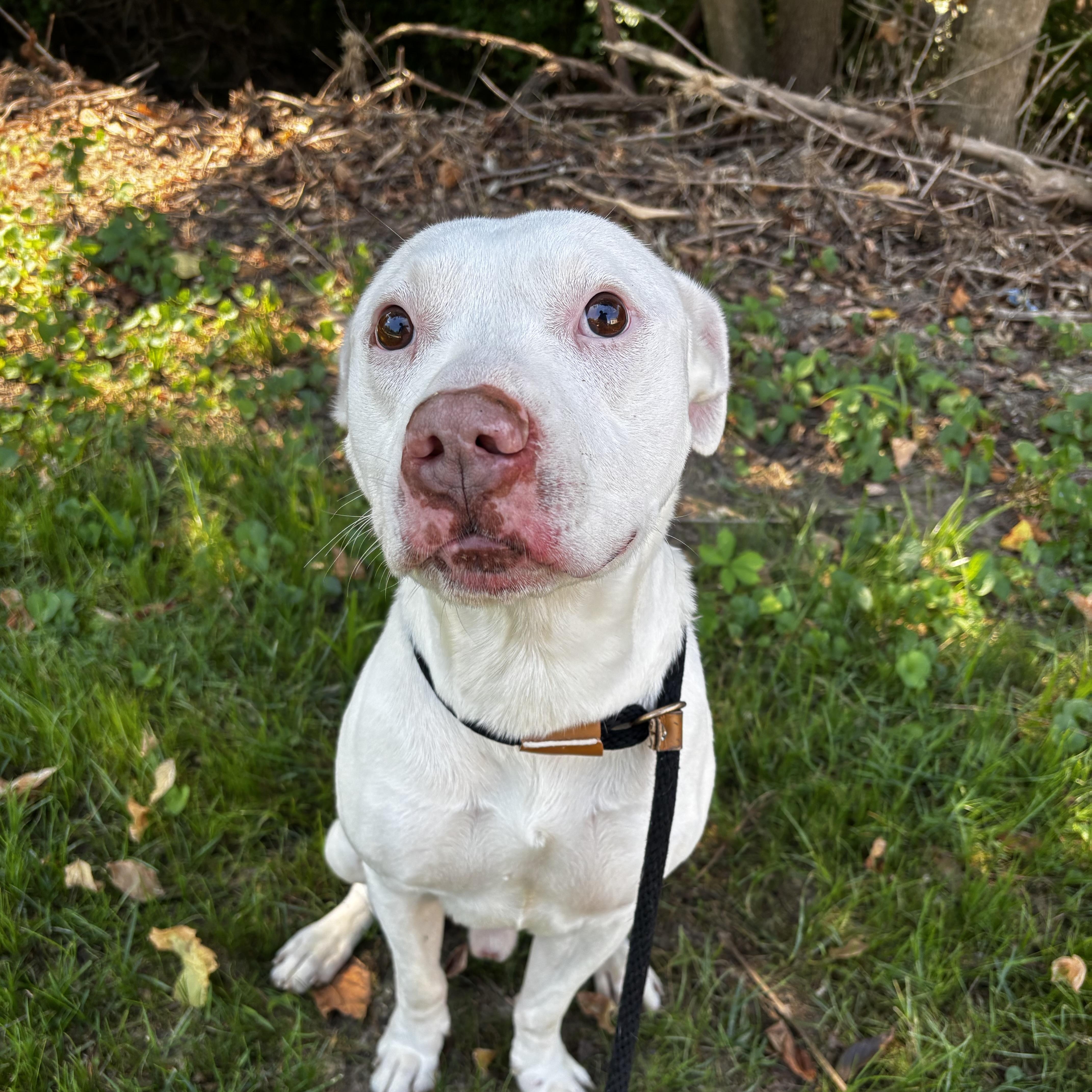 Enlarge Todd, a Adoptable Pit Bull Terrier in Saint Charles, MO image 1/4