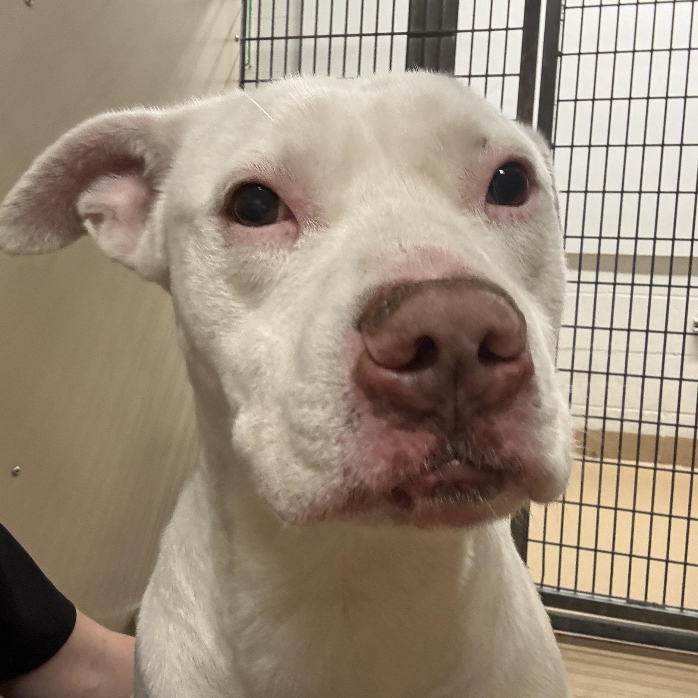 Enlarge Todd, a Adoptable Pit Bull Terrier in Saint Charles, MO image 4/4