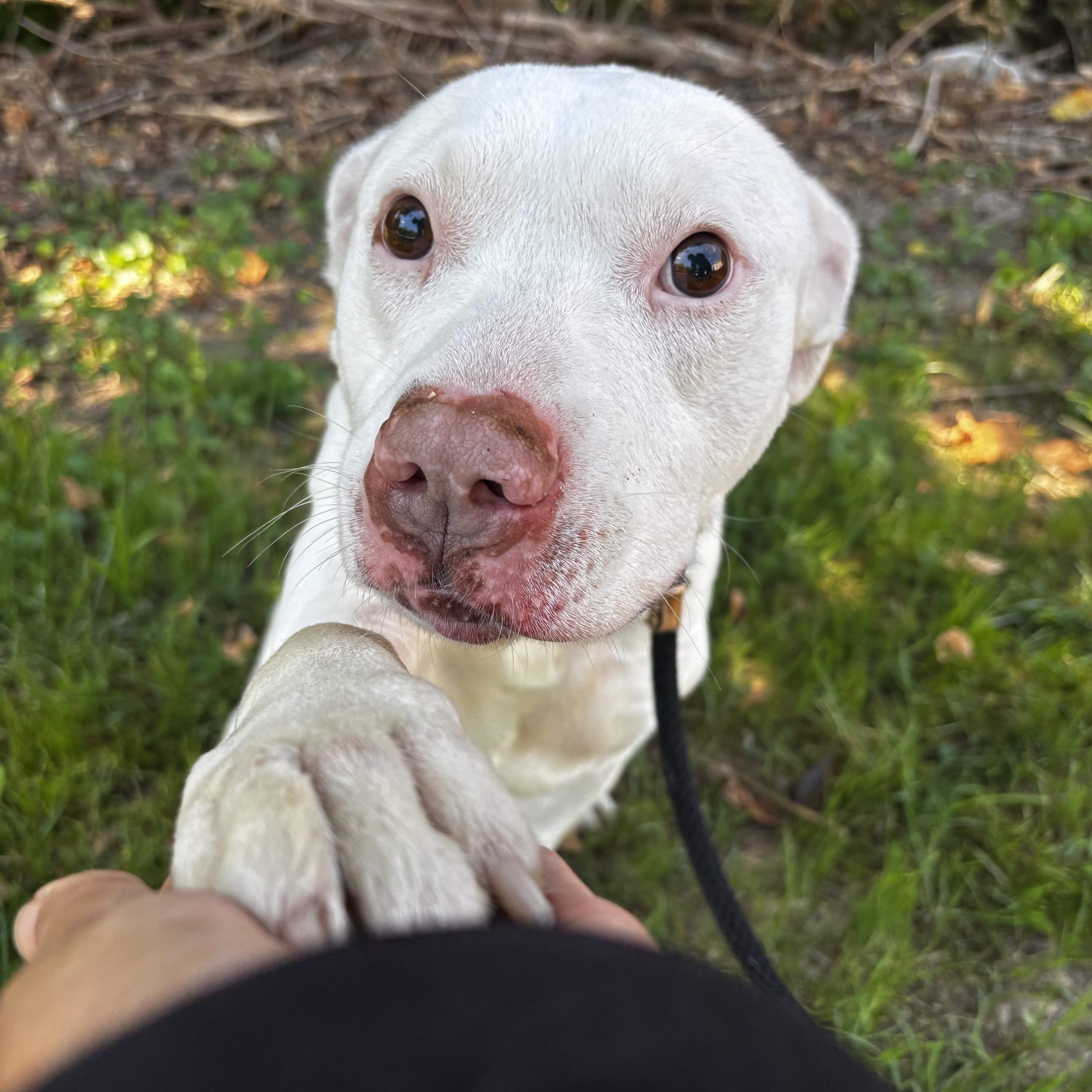 Enlarge Todd, a Adoptable Pit Bull Terrier in Saint Charles, MO image 2/4