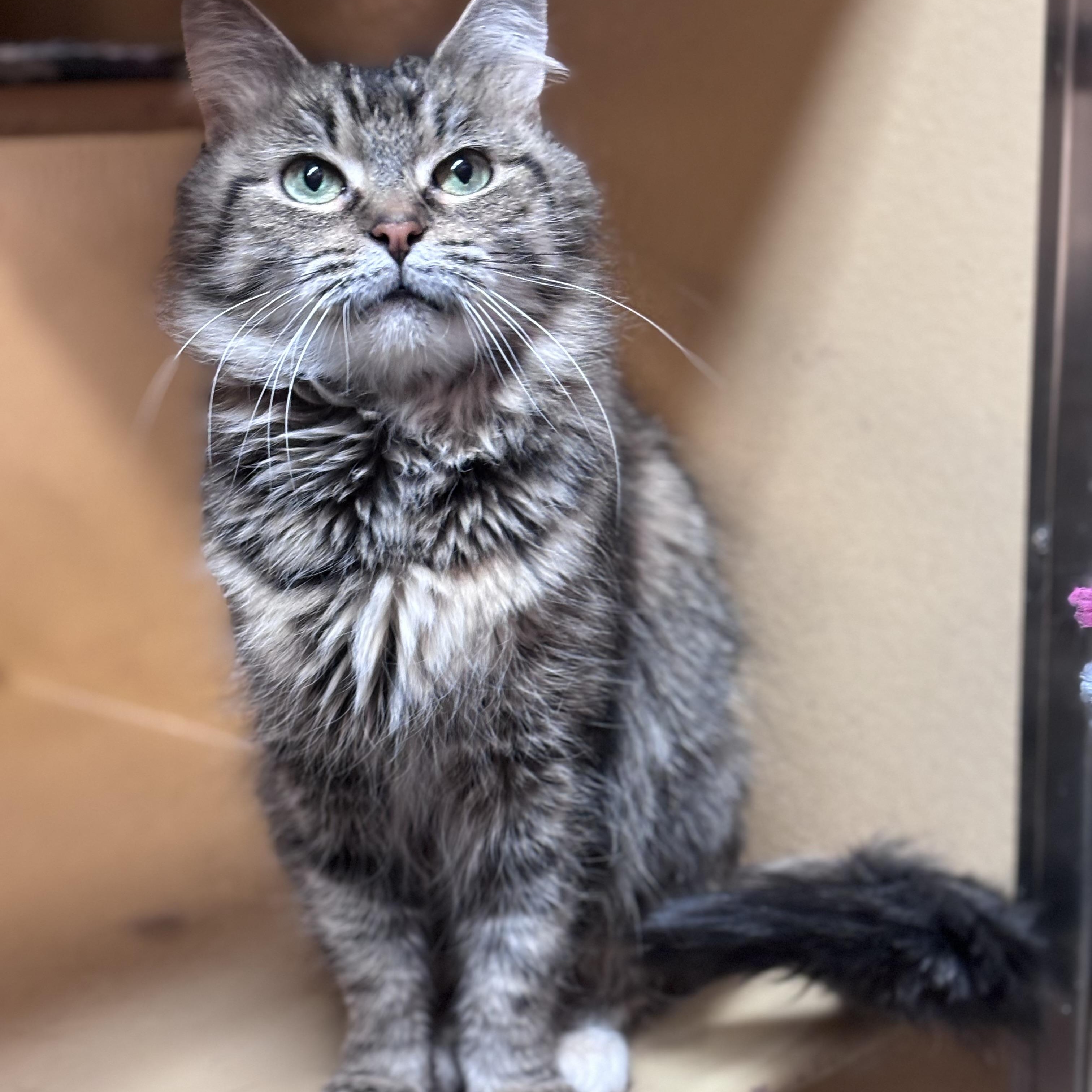 Veronica, a ADOPTABLE Domestic Medium Hair in Scarborough, ON image 2/3