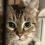 Veronica, a ADOPTABLE Domestic Medium Hair in Scarborough, ON image 3/3