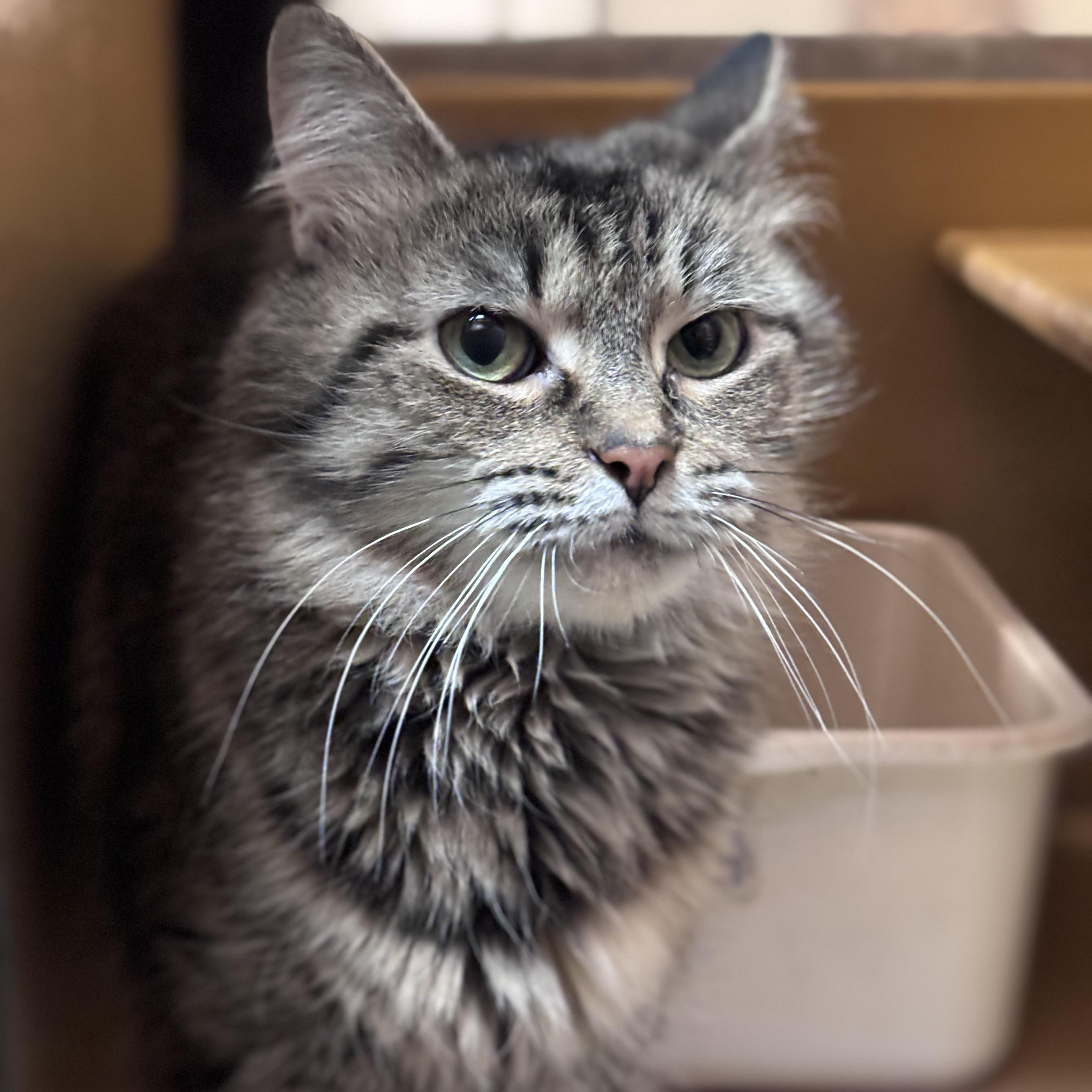 Veronica, ADOPTABLE, Adult Female Domestic Medium Hair.