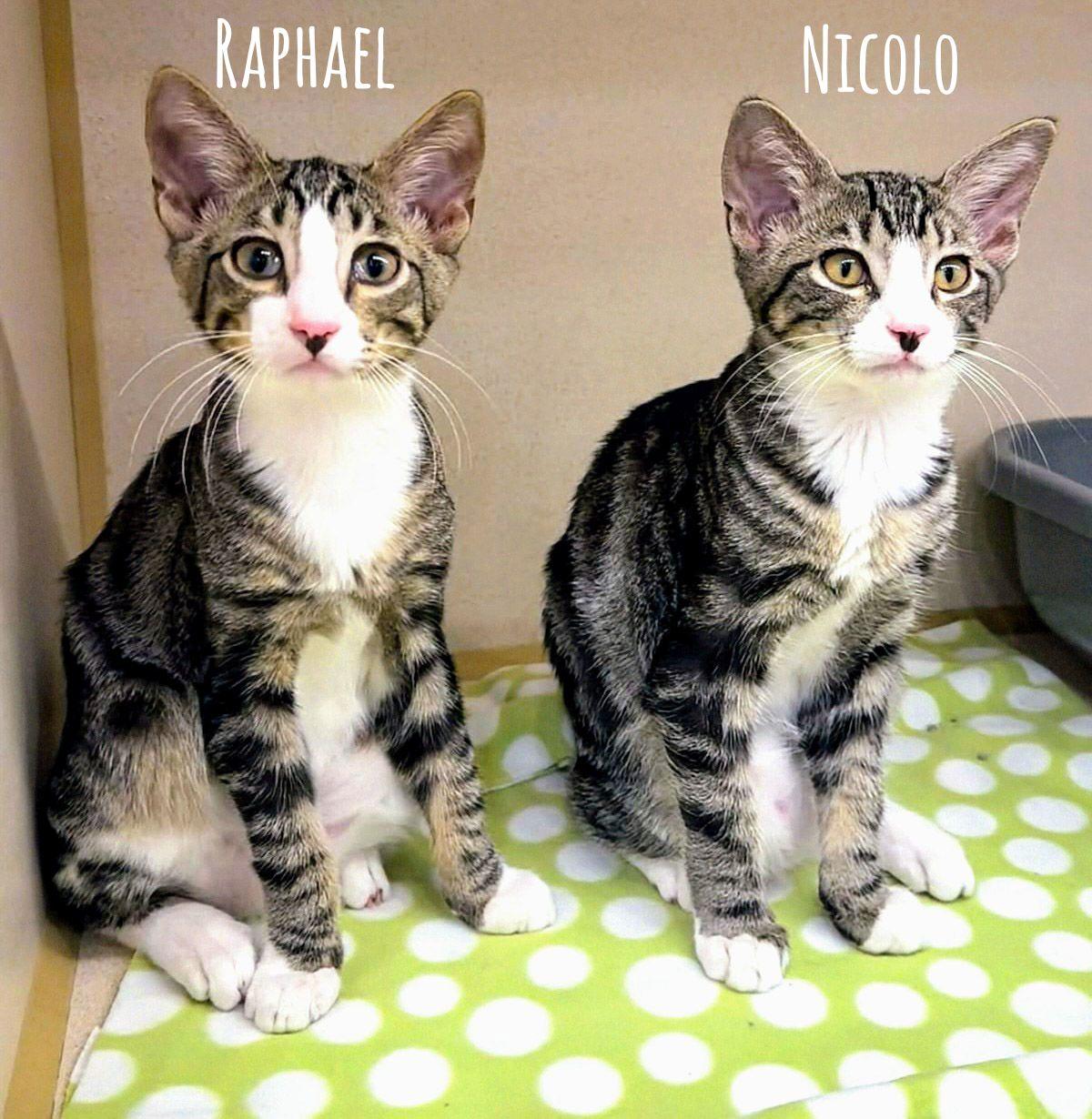 Raphael, a Adoptable Domestic Short Hair in Naples, FL image 2/5