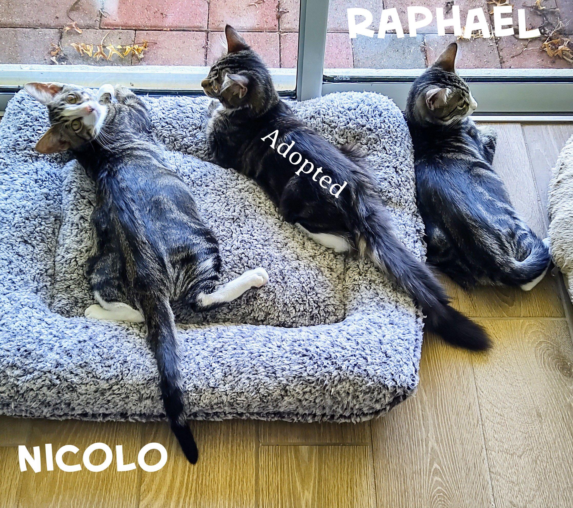 Raphael, a Adoptable Domestic Short Hair in Naples, FL image 4/5