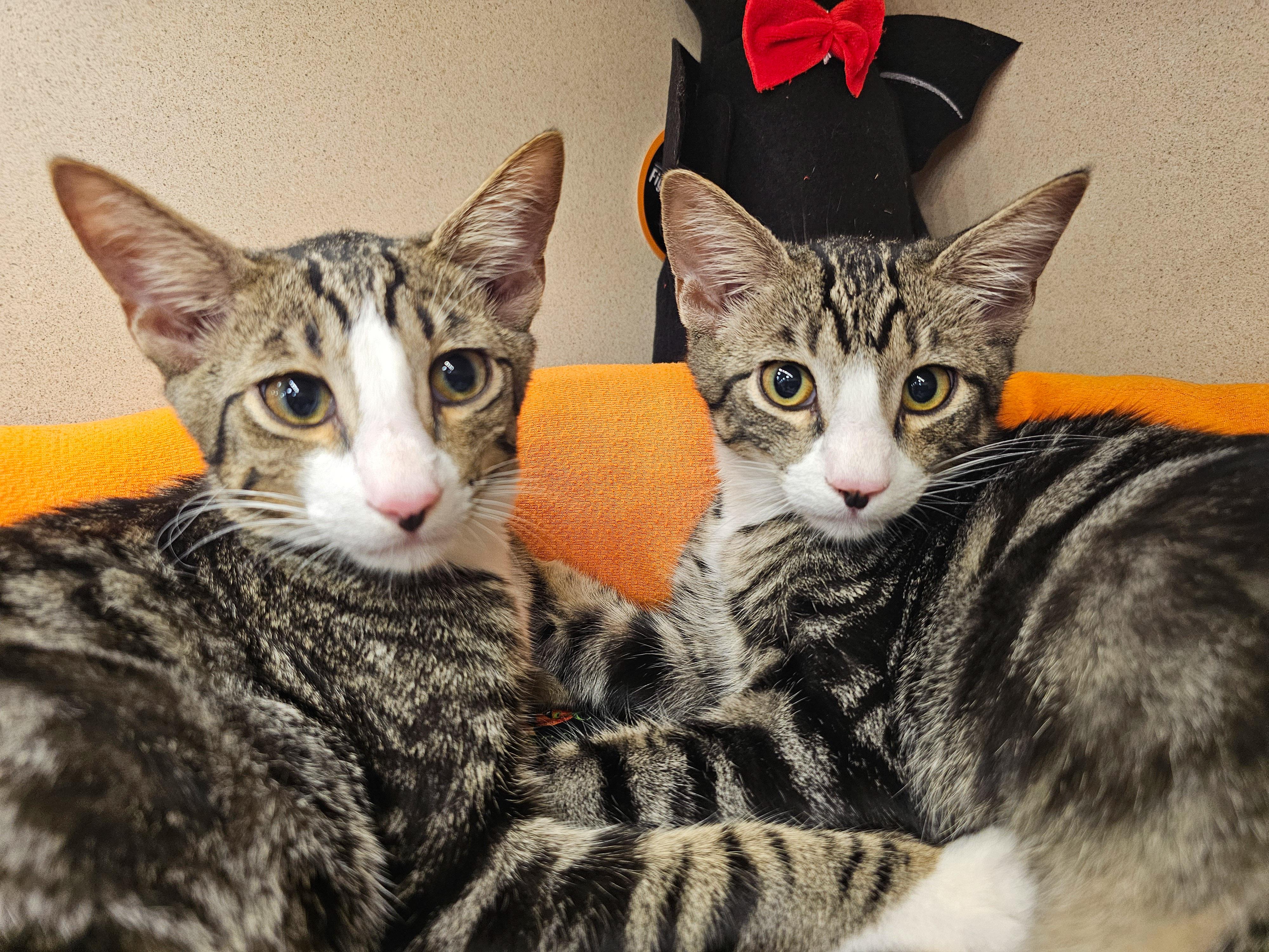 Raphael, a Adoptable Domestic Short Hair in Naples, FL image 6/6