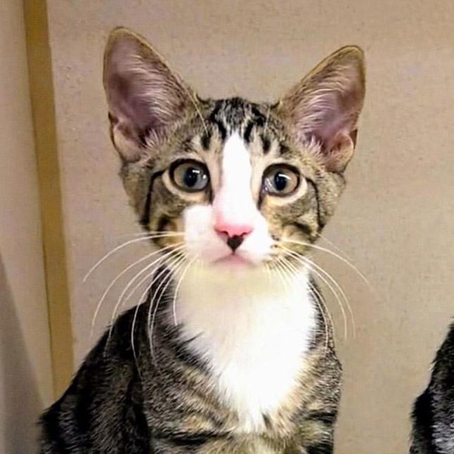 Raphael, Adoptable, Young Male Domestic Short Hair.