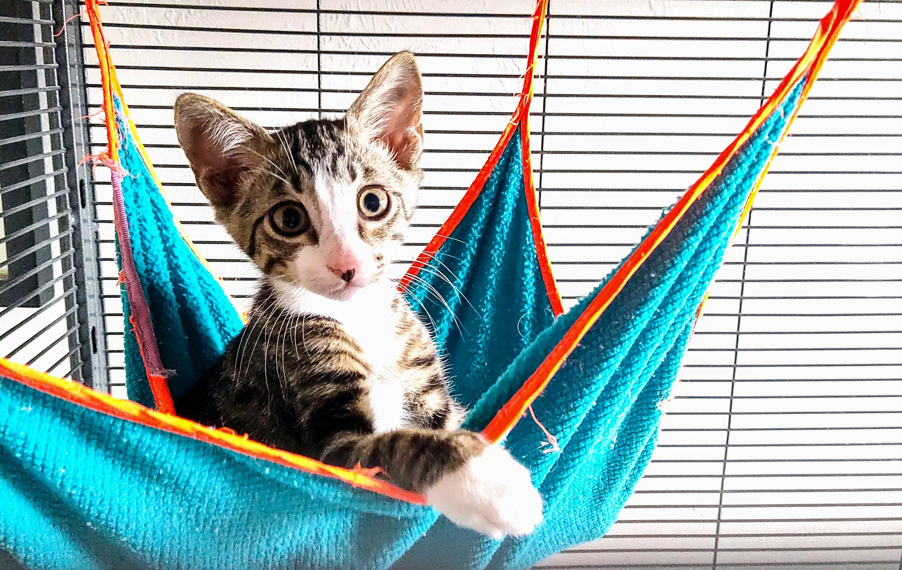 Raphael, a Adoptable Domestic Short Hair in Naples, FL image 3/5