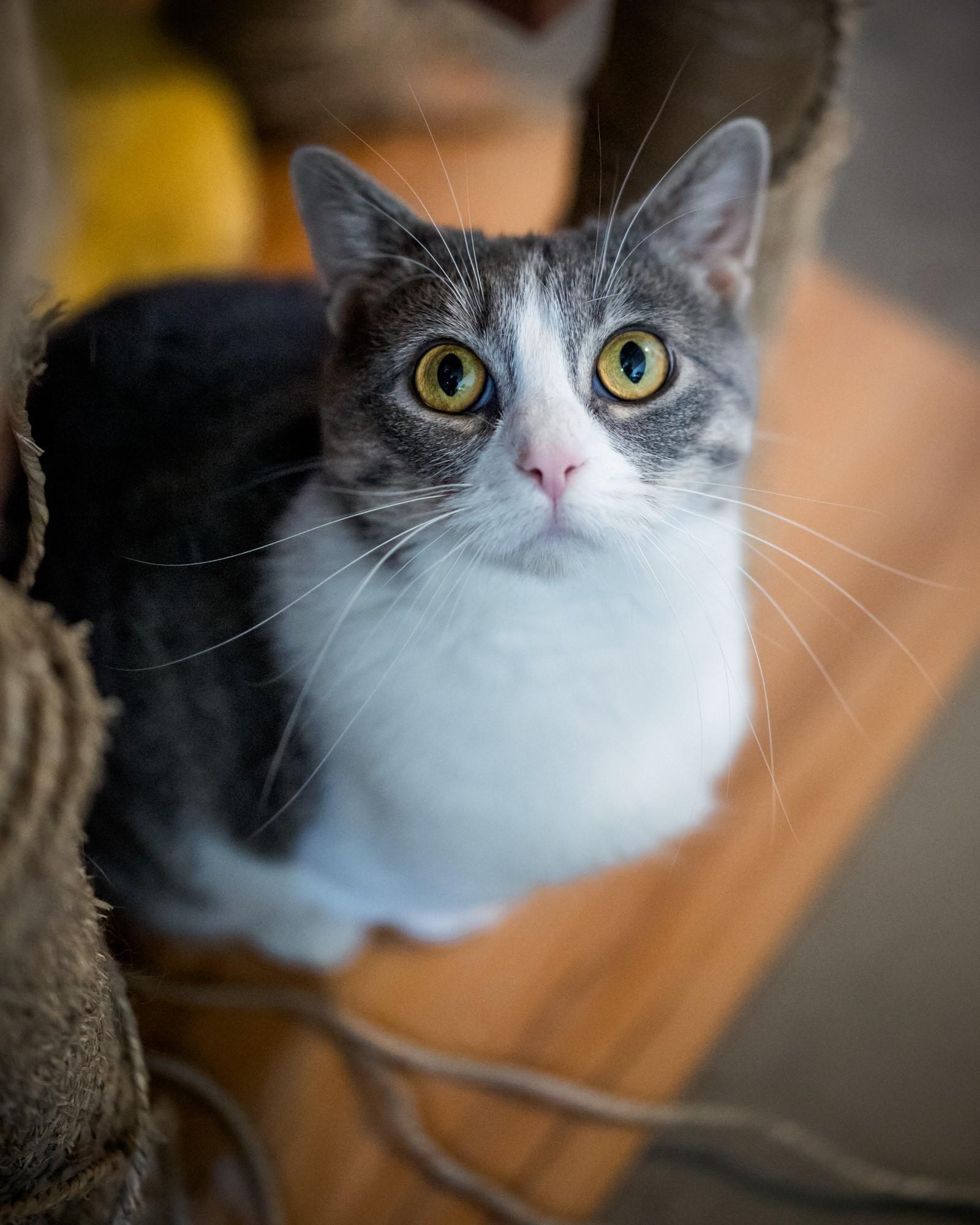 Memaw, Adoptable, Adult Female Domestic Short Hair.