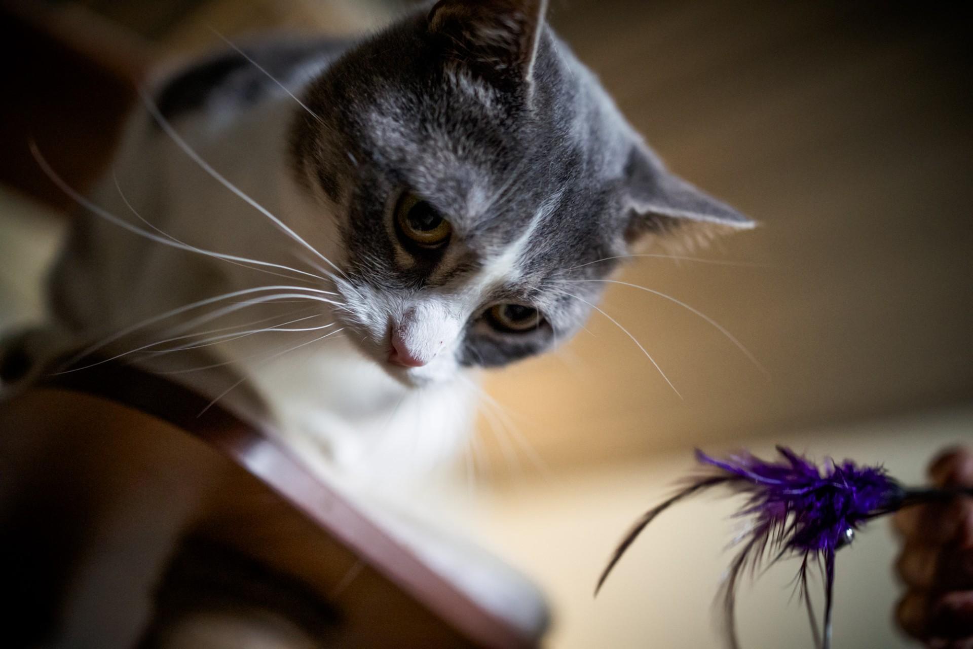 Enlarge Memaw, a Adoptable Domestic Short Hair in Solon, IA image 2/5