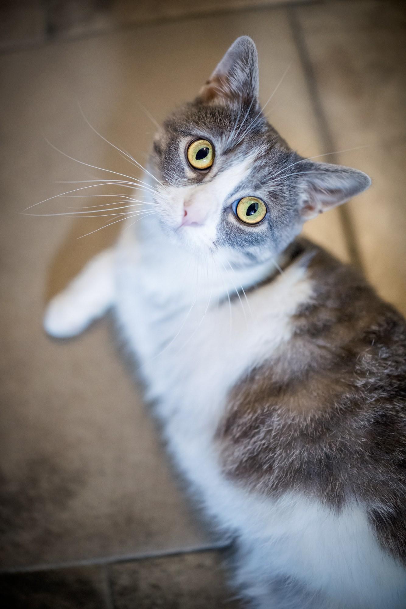 Enlarge Memaw, a Adoptable Domestic Short Hair in Solon, IA image 3/5