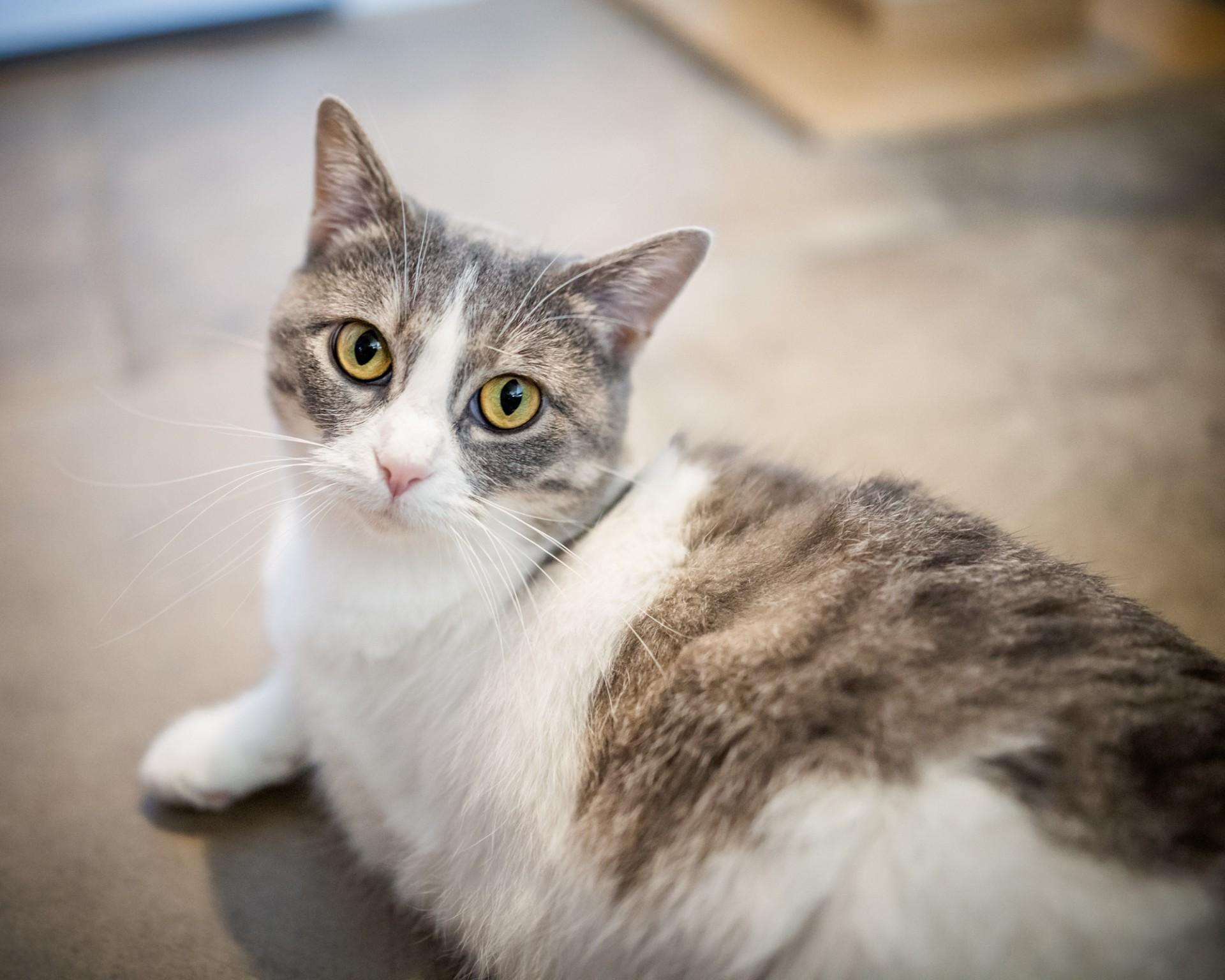 Enlarge Memaw, a Adoptable Domestic Short Hair in Solon, IA image 4/5