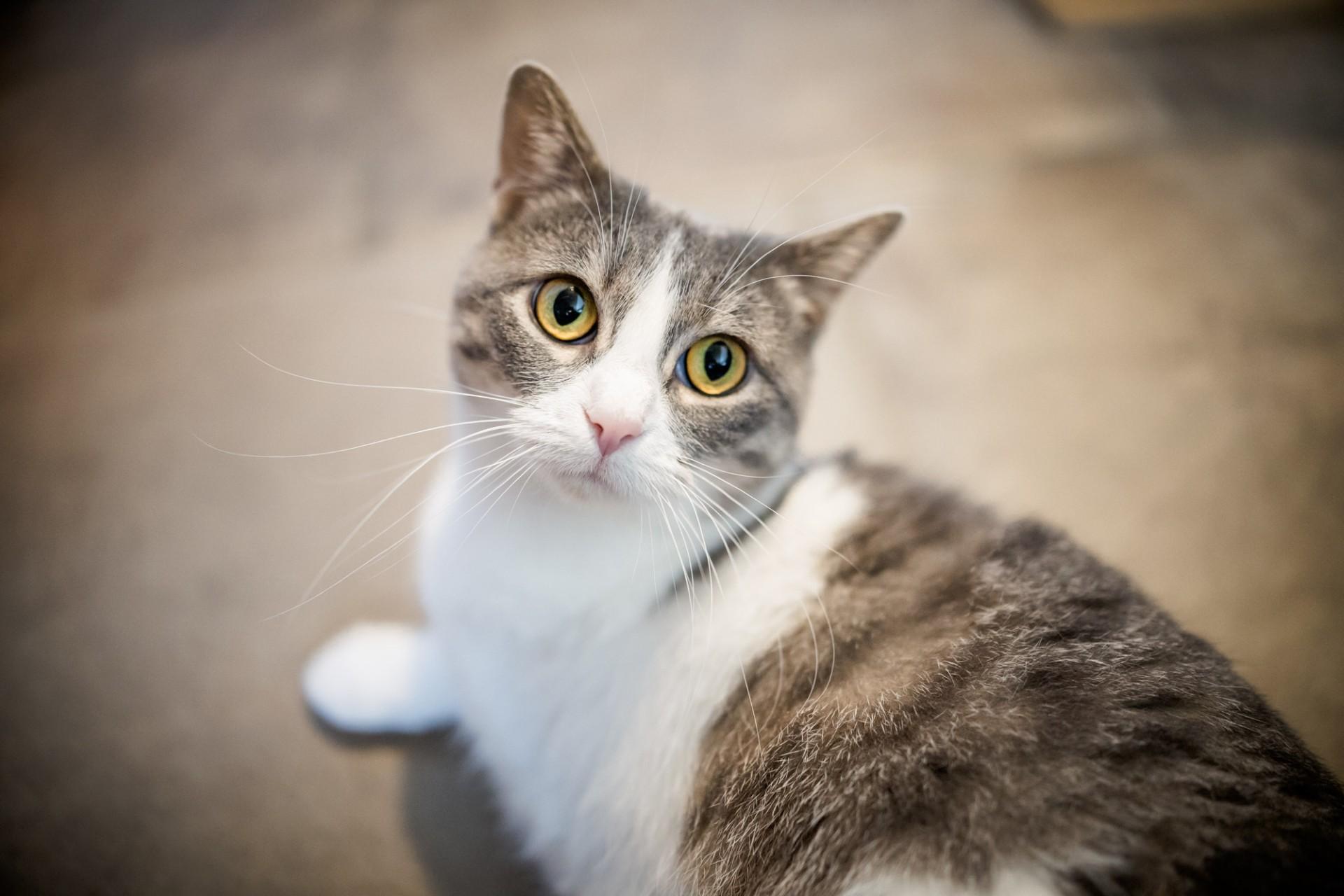 Enlarge Memaw, a Adoptable Domestic Short Hair in Solon, IA image 5/5