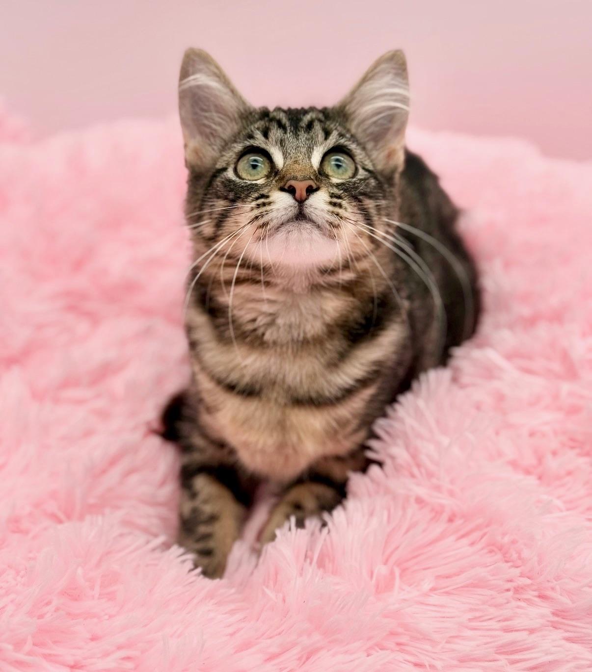 Flotilla, adopted, Kitten Female Ragdoll & Maine Coon.