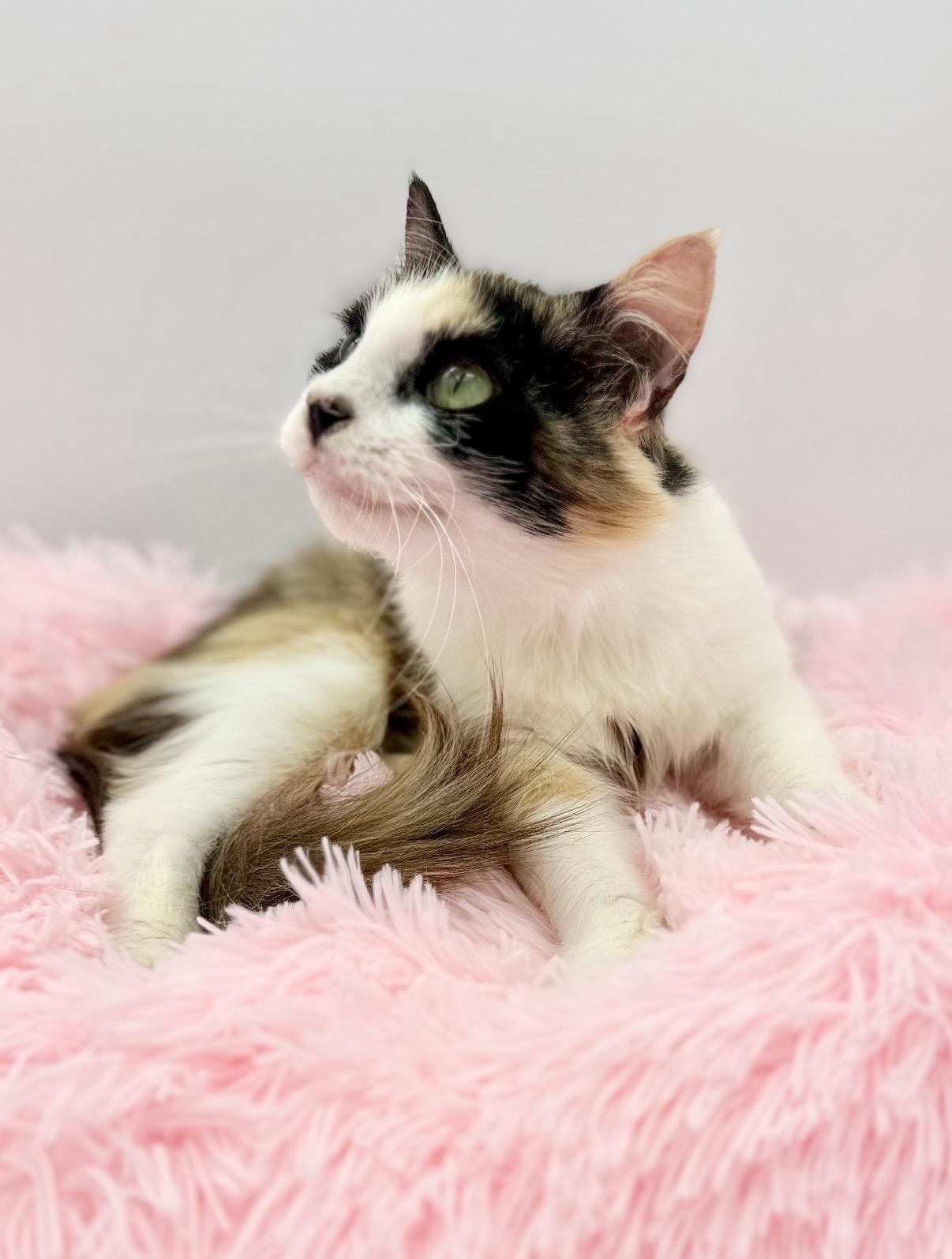 Oola, a Adoptable Calico in Covington, LA image 5/6