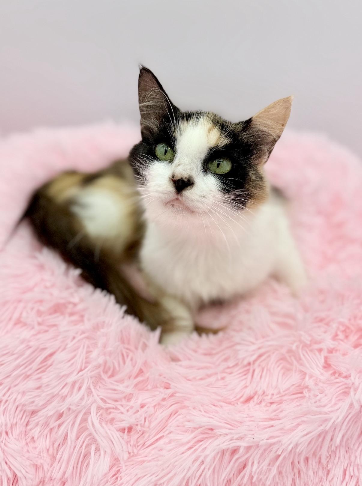 Oola, a Adoptable Calico in Covington, LA image 2/6