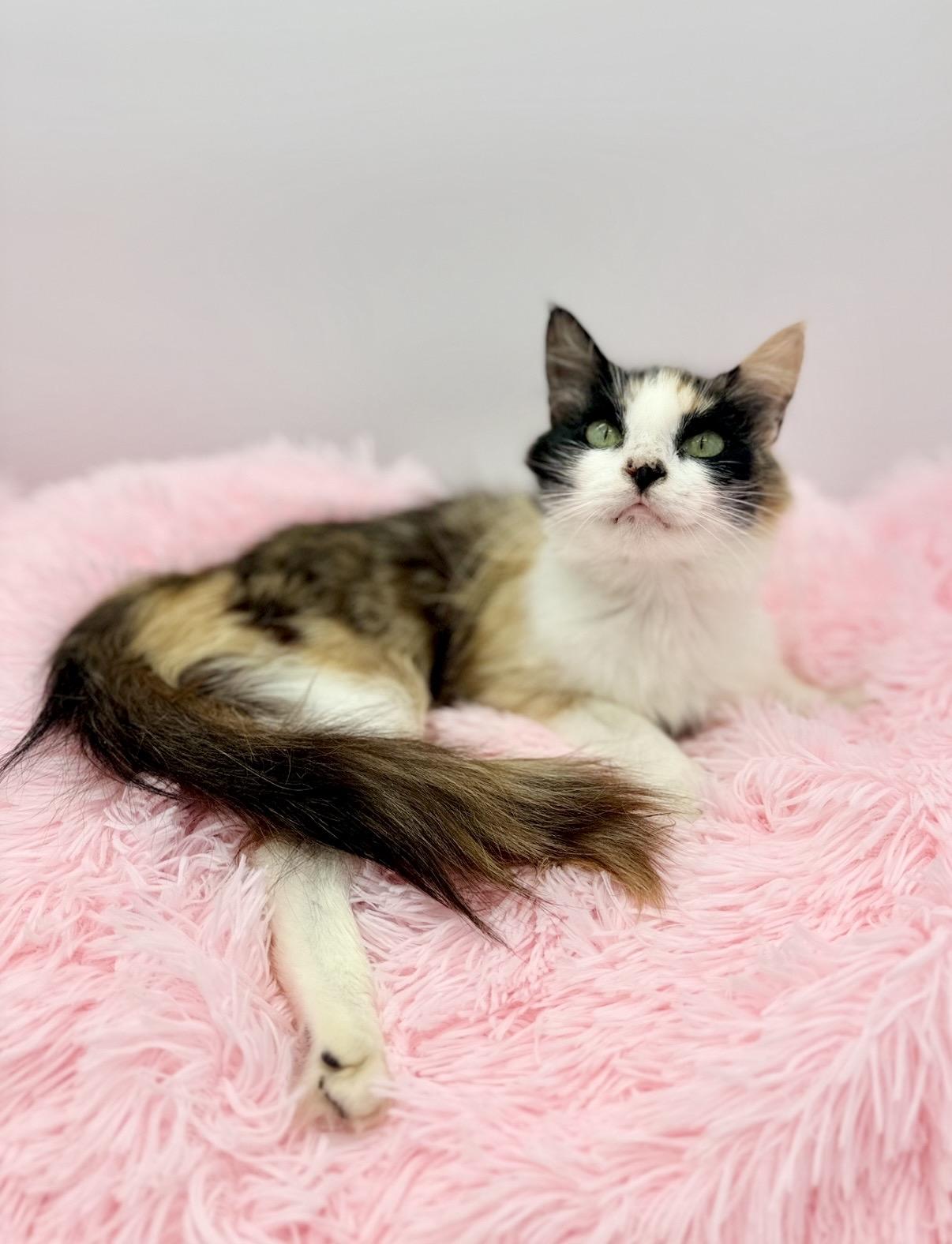 Oola, a Adoptable Calico in Covington, LA image 3/6