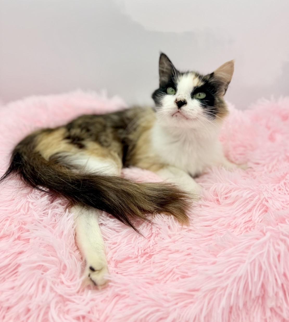 Oola, a Adoptable Calico in Covington, LA image 4/6