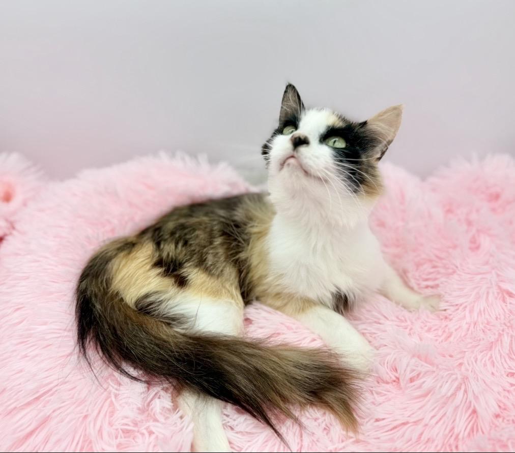 Oola, a Adoptable Calico in Covington, LA image 6/6