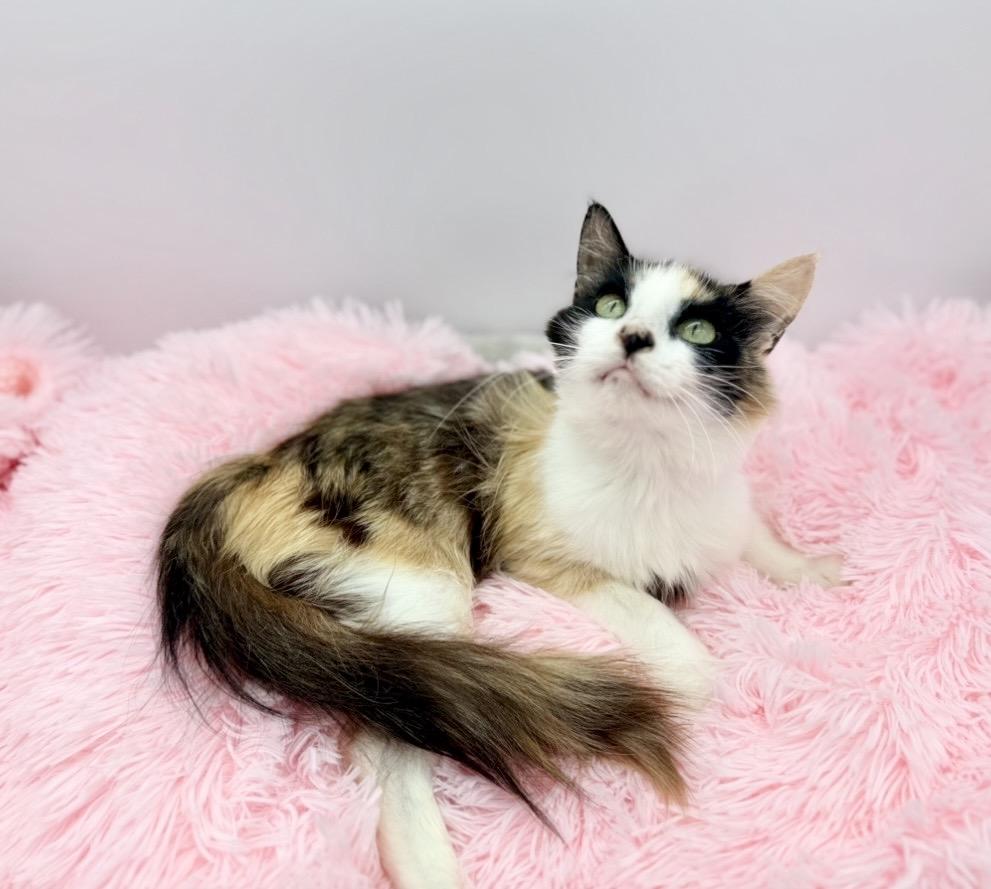 Oola, a Adoptable Calico in Covington, LA image 1/6
