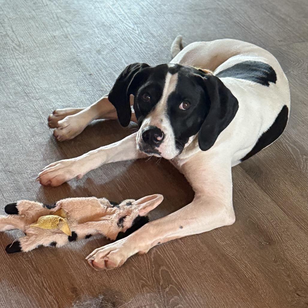 Lucy, Adoptable, Young Female Hound & Pointer.