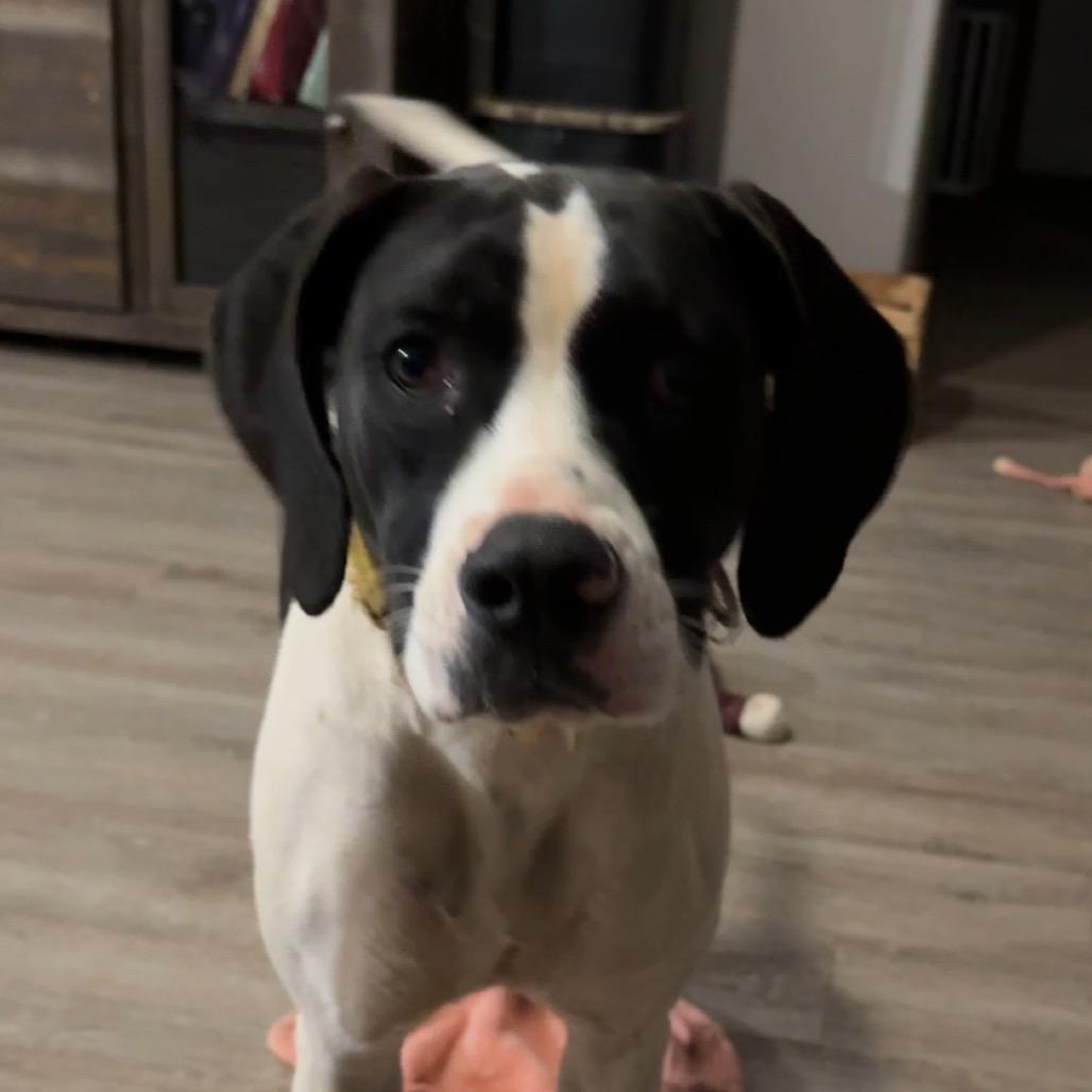 Enlarge Lucy, a Adoptable mixed breed in Newcastle, OK image 2/3