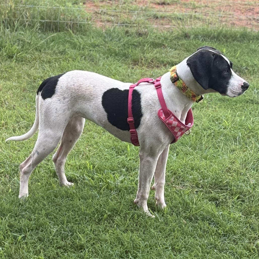 Enlarge Lucy, a Adoptable mixed breed in Newcastle, OK image 3/3