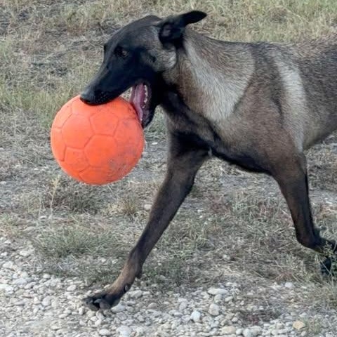 Ava, a Adoptable Belgian Shepherd / Malinois in Lockhart, TX image 3/5