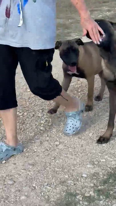 Enlarge Ava, a Adoptable Belgian Shepherd / Malinois in Lockhart, TX video 4/5