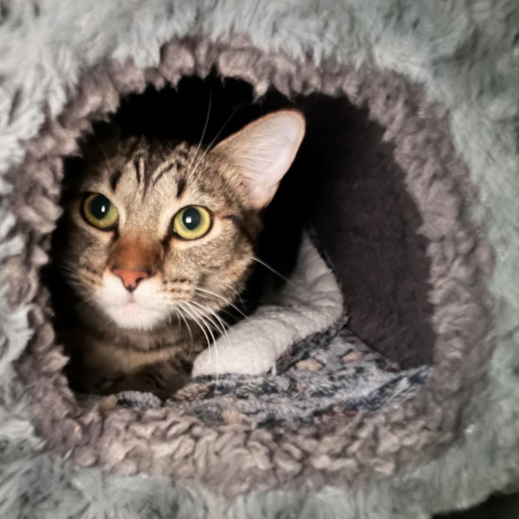 Enlarge Bruno, a Adoptable Domestic Short Hair in Las Vegas, NV image 1/2