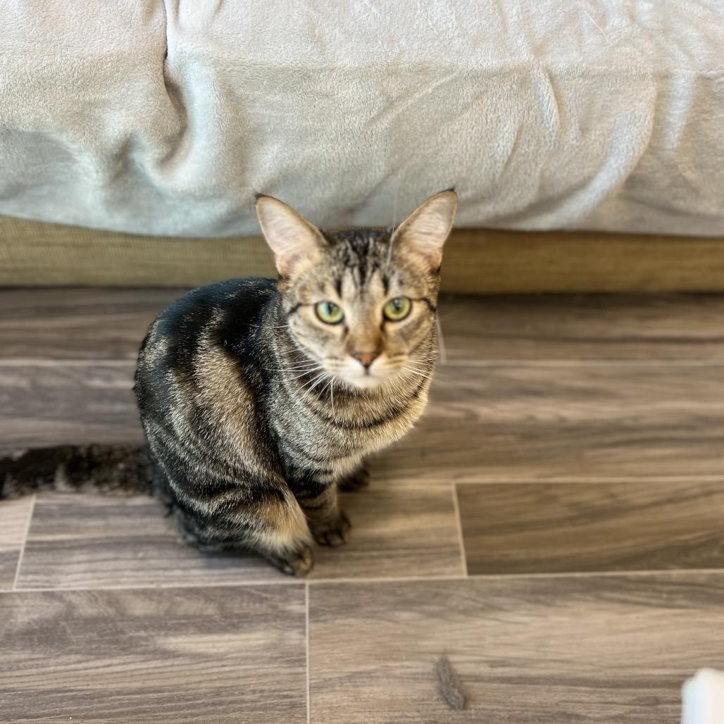 Enlarge Bruno, a Adoptable Domestic Short Hair in Las Vegas, NV image 2/3