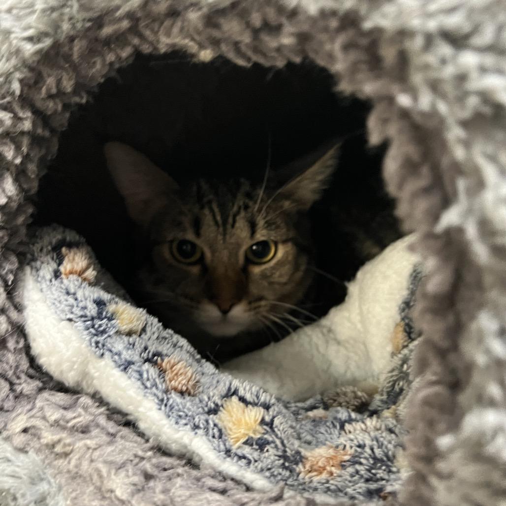 Enlarge Bruno, a Adoptable Domestic Short Hair in Las Vegas, NV image 2/2