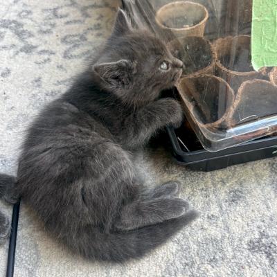 Amethyst, ADOPTABLE, Kitten Female Domestic Medium Hair.