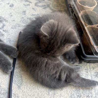 Enlarge Amethyst, a ADOPTABLE Domestic Medium Hair in Mississauga, ON image 3/3