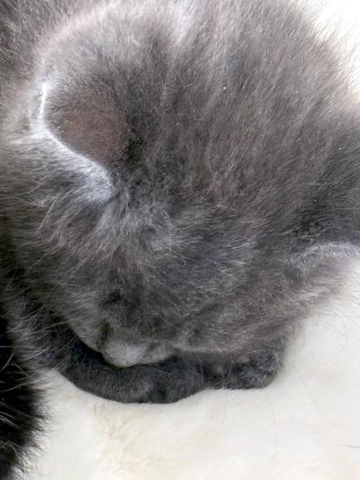 Enlarge Amethyst, a ADOPTABLE Domestic Medium Hair in Mississauga, ON image 2/3
