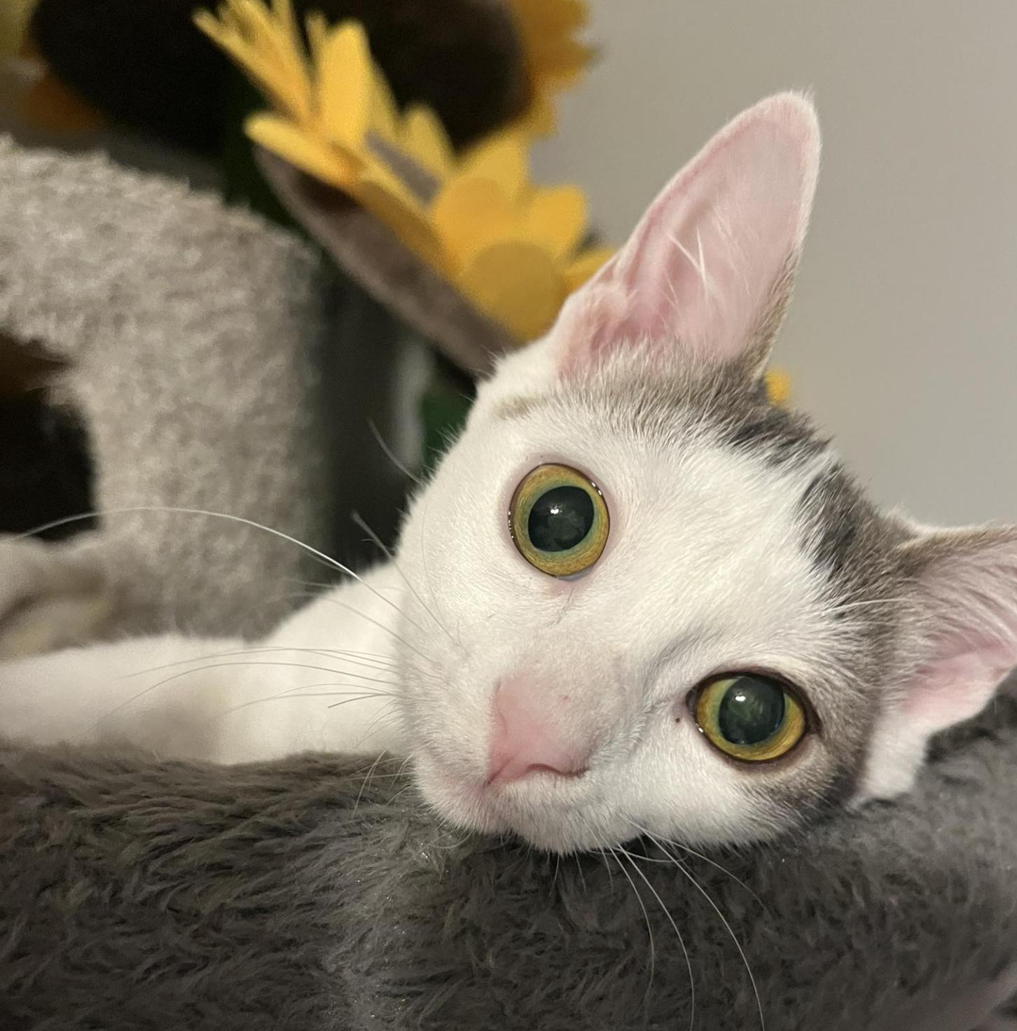 Enlarge Bangles (bonded with Sola), a Adoptable Domestic Short Hair in South Lyon, MI image 1/6