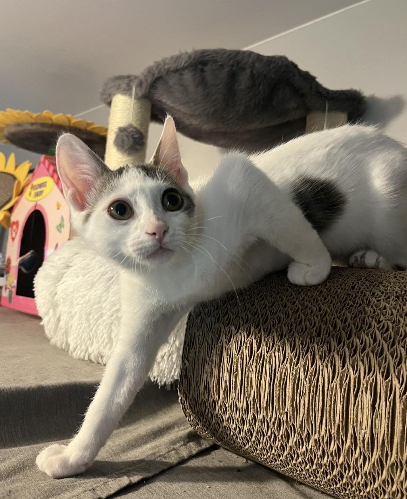 Enlarge Bangles (bonded with Sola), a Adoptable Domestic Short Hair in South Lyon, MI image 4/6