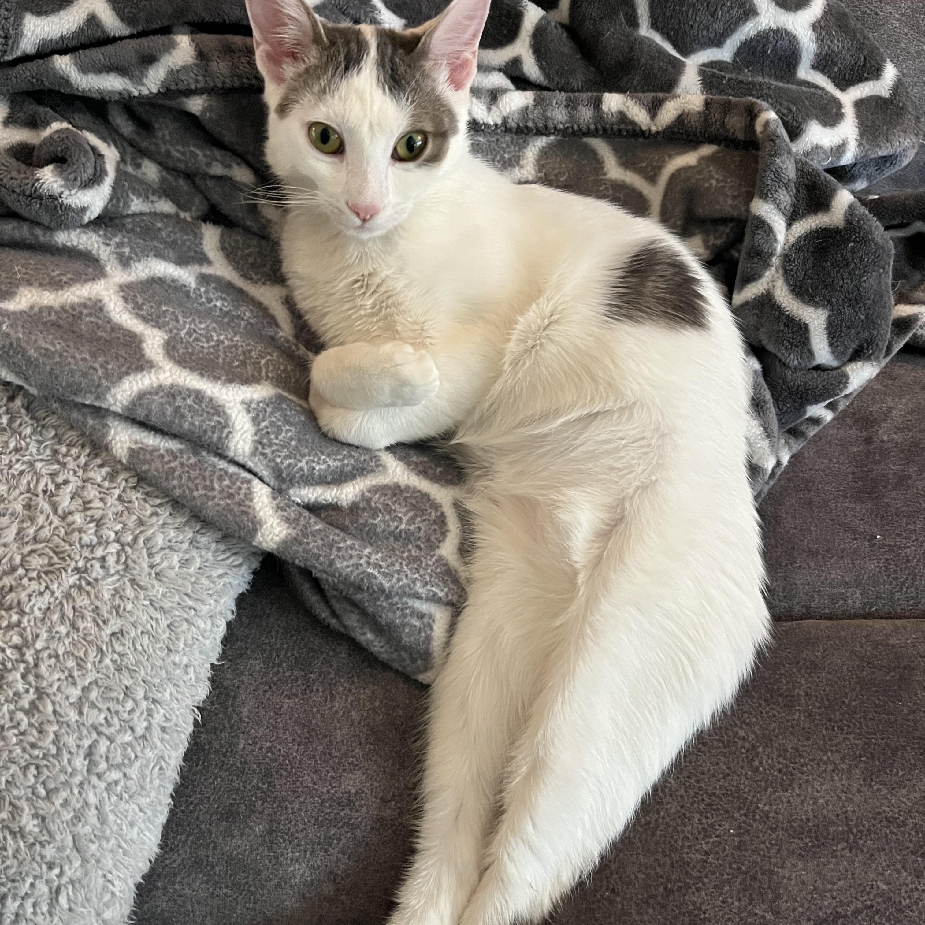 Enlarge Bangles (bonded with Sola), a Adoptable Domestic Short Hair in South Lyon, MI image 6/6