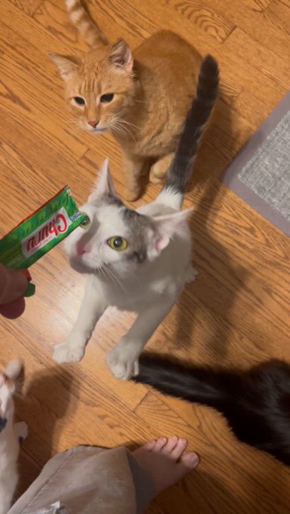 Enlarge Bangles (bonded with Sola), a Adoptable Domestic Short Hair in South Lyon, MI video 2/6