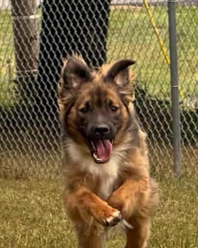 Fleetwood (Courtesy post), Adoptable, Young Male Australian Shepherd & Mixed Breed.