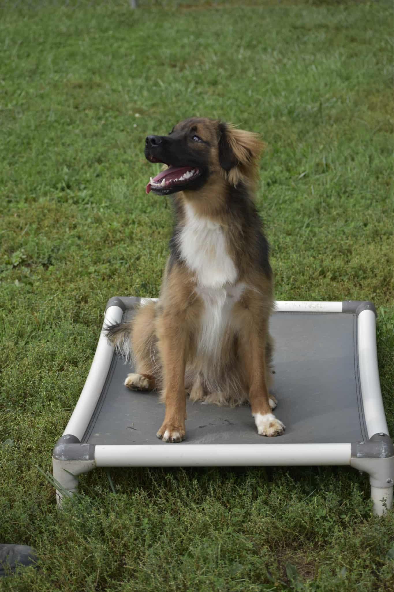Enlarge Fleetwood (Courtesy post), a Adoptable mixed breed in Ellicott City, MD image 6/6