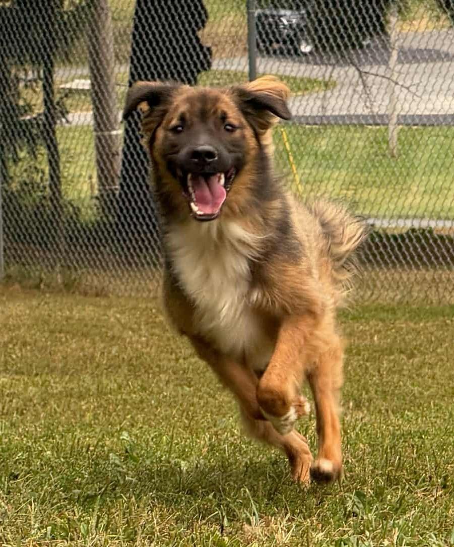 Enlarge Fleetwood (Courtesy post), a Adoptable mixed breed in Ellicott City, MD image 4/6