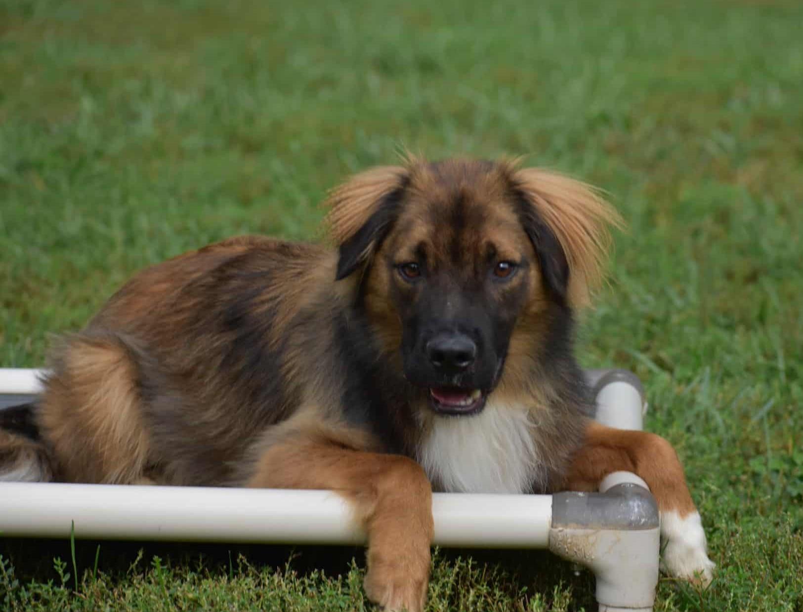 Enlarge Fleetwood (Courtesy post), a Adoptable mixed breed in Ellicott City, MD image 5/6