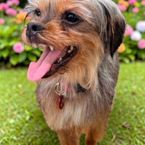 Patty, Adoptable, Young Female Yorkshire Terrier.