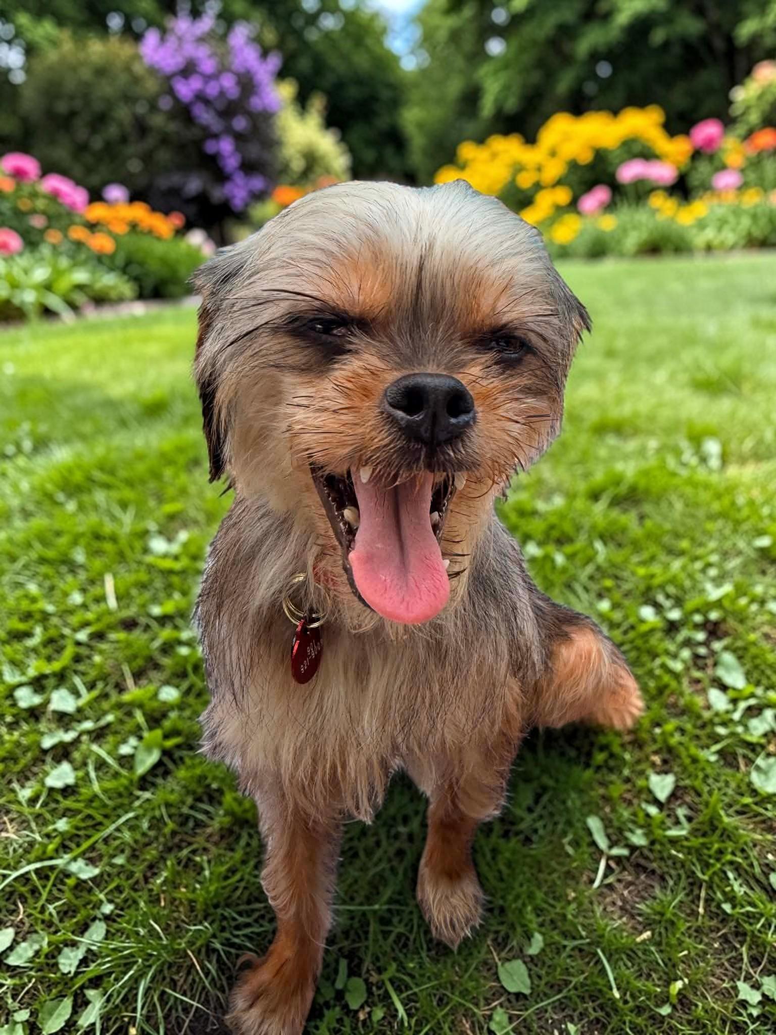 Enlarge Patty, a Adoptable Yorkshire Terrier in Memphis, TN image 2/4