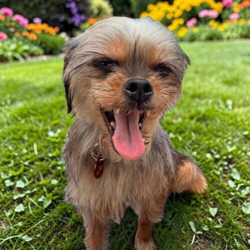 Enlarge Patty, a Adoptable Yorkshire Terrier in Memphis, TN image 2/4