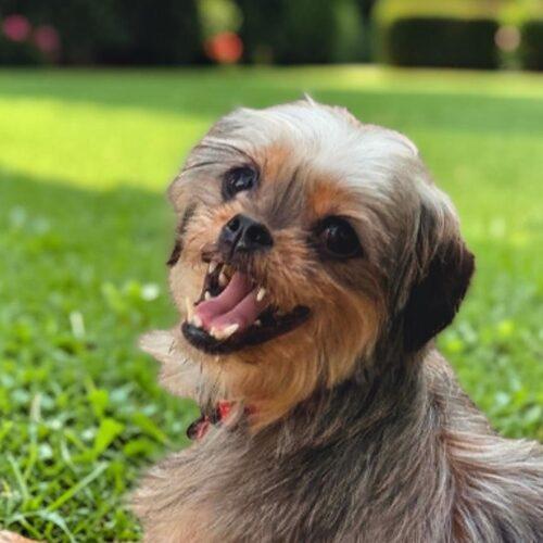 Enlarge Patty, a Adoptable Yorkshire Terrier in Memphis, TN image 3/4