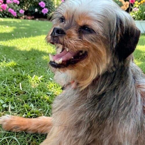 Enlarge Patty, a Adoptable Yorkshire Terrier in Memphis, TN image 4/4